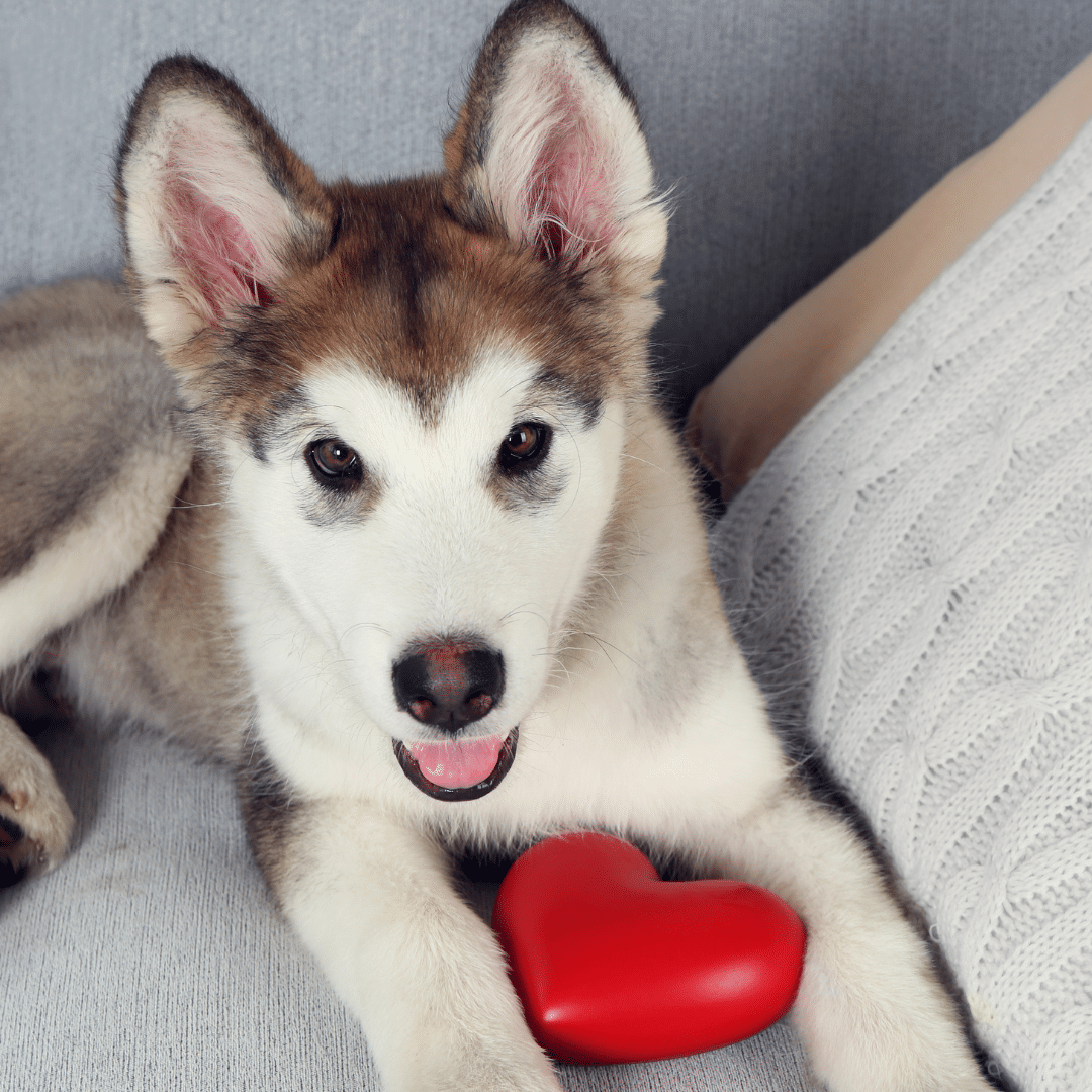 ÉDUCATION CANINE BORDEAUX ET ENTRE-DEUX-MERS