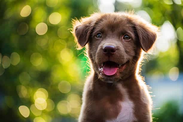 PACK CHIOT BON DÉPART