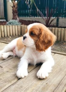 L'adorable Charly