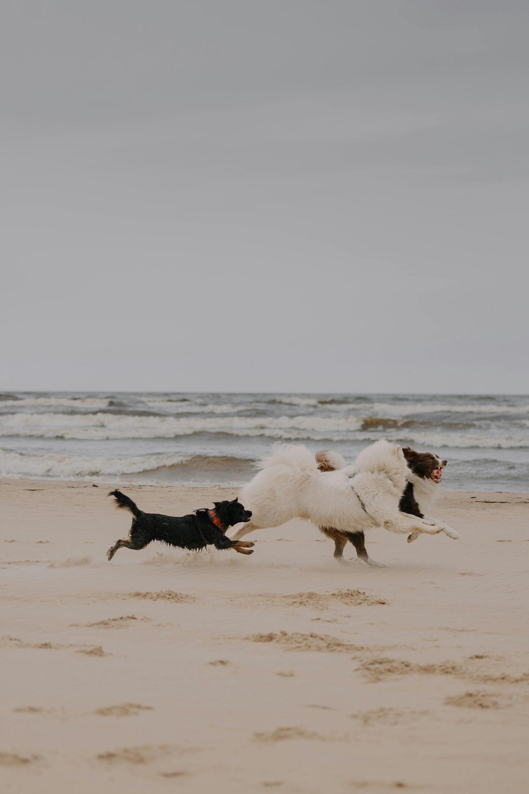BALADE POUR CHIEN PROCHE DE BORDEAUX