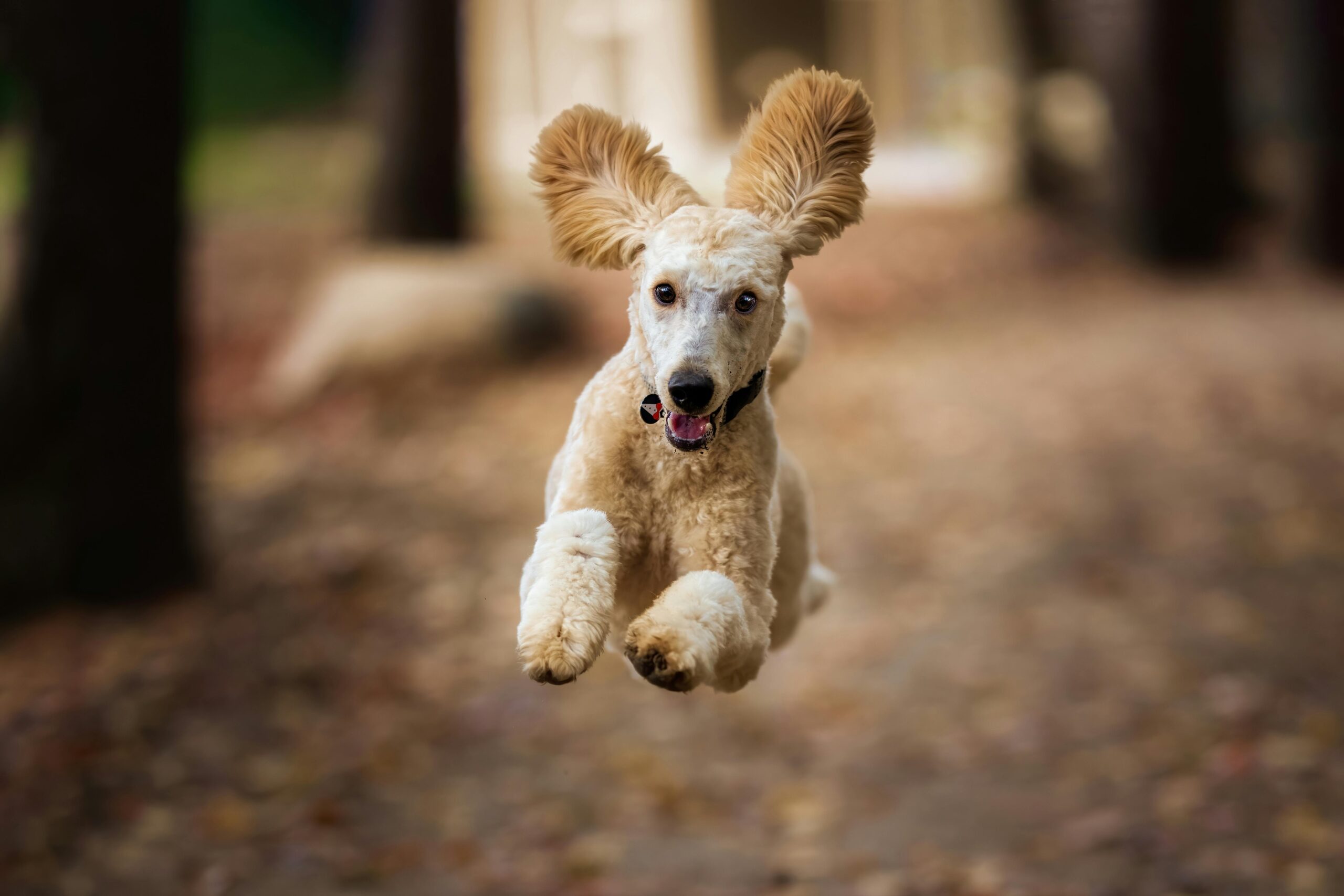A playful poodle leaps joyfully amidst autumn leaves in a forest setting.