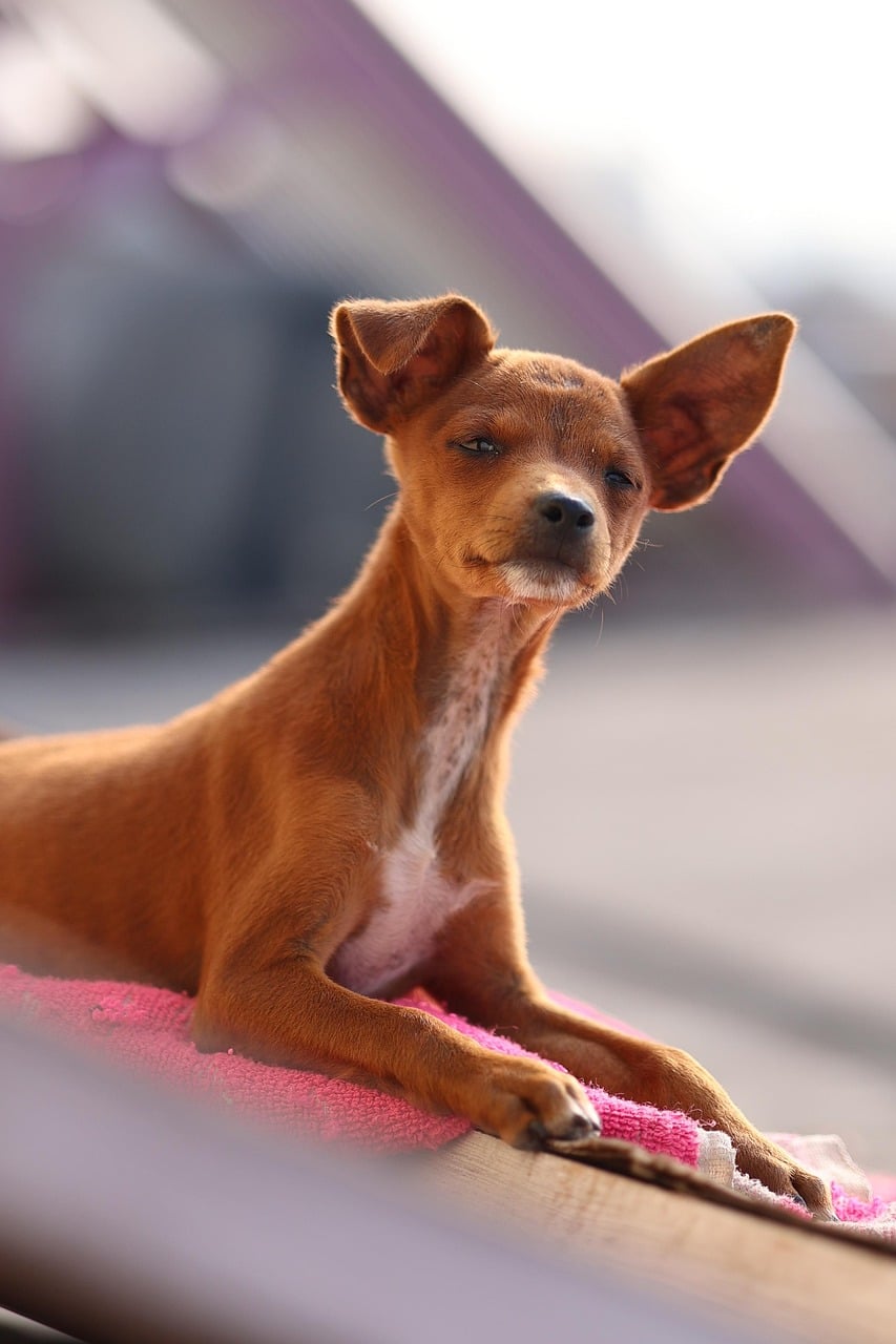 animal, pet, fawn dog, dog, nature, canine, outdoors, puppy