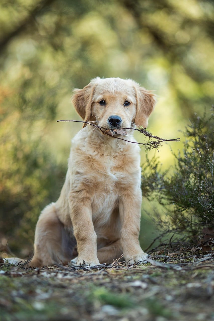 dog, puppy, retriever, pet, golden retriever, domestic animal, cute, animal, landscape, loyal to, team, work together, nature, friendship