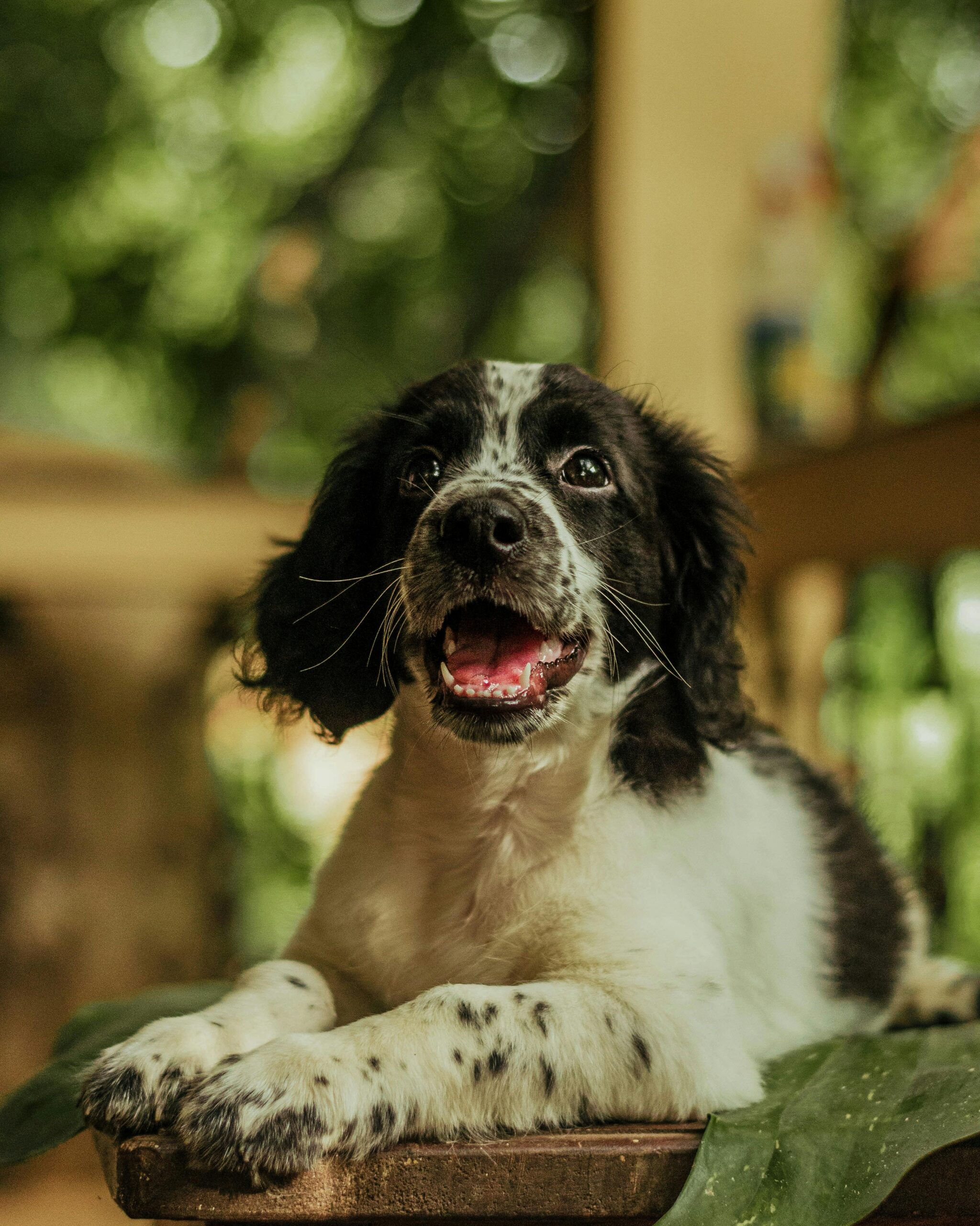 SÉANCE D’ÉDUCATION POUR CHIOTS