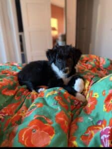 L’adorable Mushu
